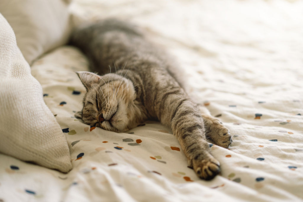 Chat pleinement équilibré et détendu avec son maître